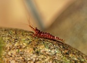 Caridina sp. 