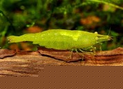 Caridina cf. babaulti var. Green - Green Shrimp