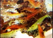 Caridina serrata sp. 