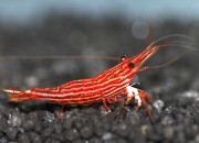 Caridina sp. 