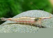 Caridina Brevicarpalis Endehensis