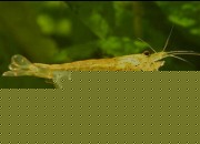 Caridina multidentata - Amano Shrimp