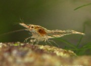 Caridina sp. 