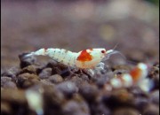 Caridina cantonensis sp. 