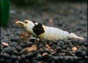 Caridina cantonensis sp. 