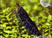 Caridina cantonensis sp. 