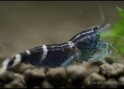 Caridina sp. 