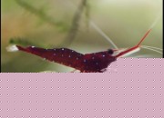 Caridina sp. 