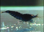 Caridina cantonensis sp 