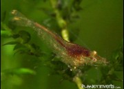 Caridina sp. 