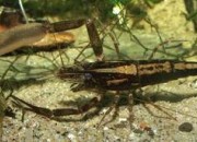 Macrobrachium scabriculum