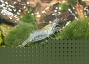Macrobrachium lar