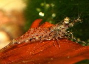 Macrobrachium kulsiense