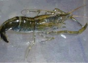 Macrobrachium pilimanus - Chameleon Shrimp