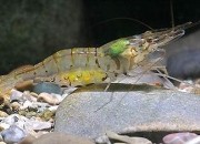 Macrobrachium lamarrei lamarrei