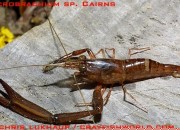 Macrobrachium latidactylus