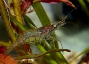 Macrobrachium Idella - Chocolade Strimp