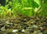 Macrobrachium nipponense