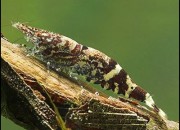 Caridina serratirostris - Ninja Shrimp