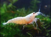 Caridina cantonensis sp. 