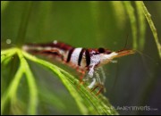 Caridina cf. spongicola - Harlequin Shrimp