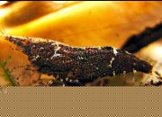 Caridina sp. 