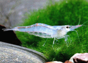 Yellow Nose Shrimp