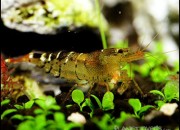 Caridina cantonensis sp. 