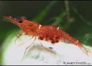 Caridina sp. 