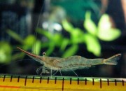 Caridina Gracilirostris - Red Nose Shrimp