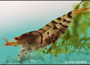 Caridina cantonensis sp. 