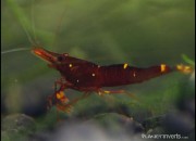 Caridina sp. 