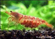 Caridina cantonensis sp. 