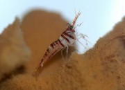 Caridina Spongicola - Spongole Shrimp