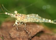 Caridina sp. 