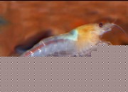Caridina cantonensis sp. 