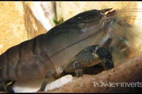 african_filter_shrimp2_th