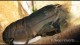 african_filter_shrimp2_th