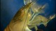 african_filter_shrimp_th