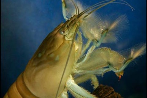 african_filter_shrimp_th