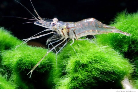 macrobrachium-lanchesteri