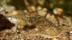 macrobrachium_lar4