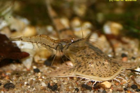 macrobrachium_lar4