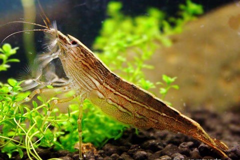 bamboo_shrimp2