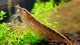 bamboo_shrimp2