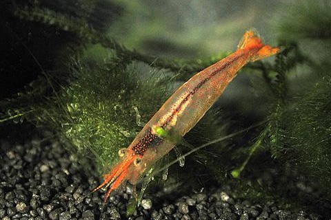 brevicarpalis