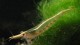 endehensis
