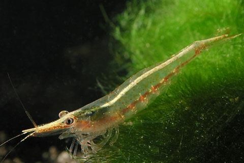 endehensis