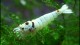 bee_shrimp2_th