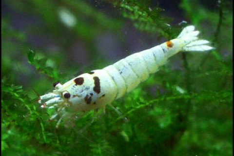 bee_shrimp2_th